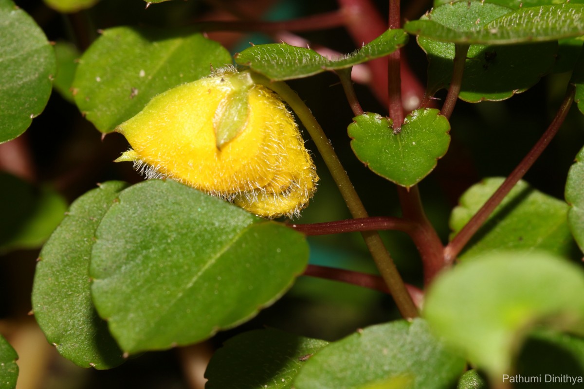 Impatiens repens Moon ex Wight